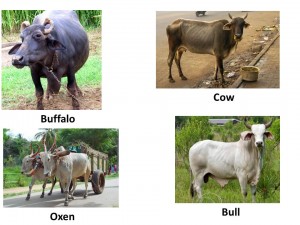 cattle